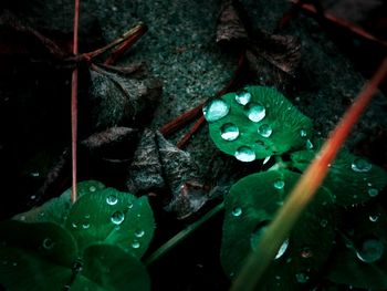 High angle view of raindrops on leaves