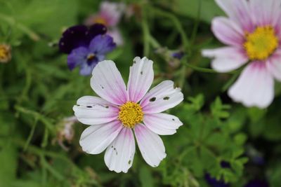 Close-up of flower