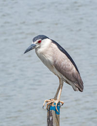 Close-up of bird perching on a lake