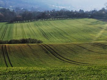 Scenic view of agricultural field