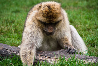 Monkey sitting in the meadow 