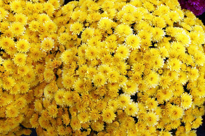 Close-up of yellow flowering plants