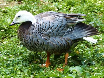 Close-up of duck on grass