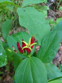 High angle view of red flowering plant