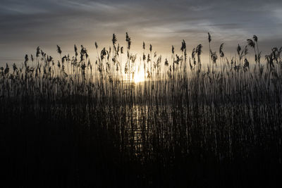 Silhouette plants by lake against sky during sunset