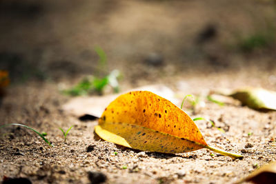 Close-up of yellow fruit