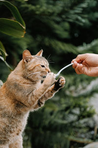 Close-up of hand holding cat