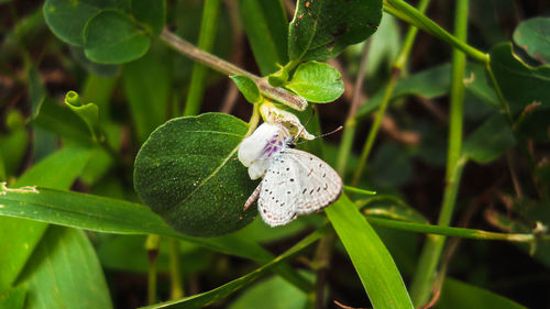 Close-up of insect on flower