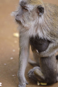 Close-up of monkey