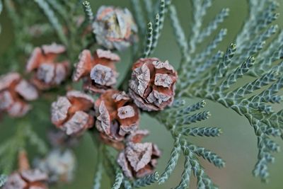 Close-up of fresh green leaves on plant