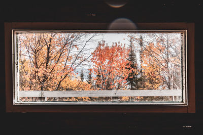 Plants seen through glass window