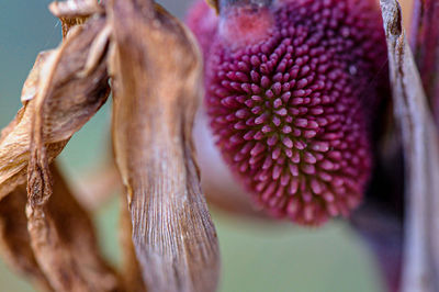 Close-up of wilted flower