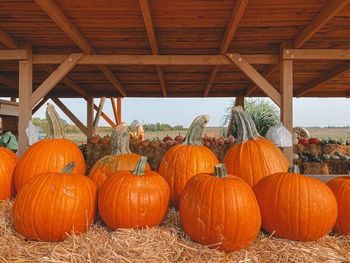 View of pumpkins on field