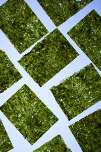 Full frame shot of plants