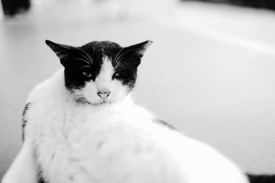 Close-up portrait of cat
