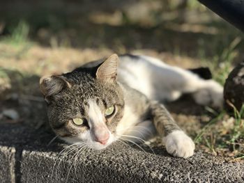 Close-up portrait of a cat resting