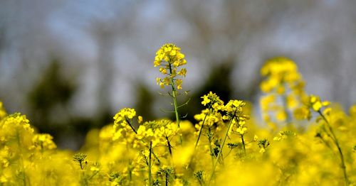 Field of mustard plants bloom bright yellow in spring