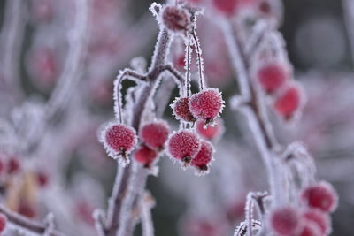 Close-up of frozen plant