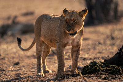 Lioness stands