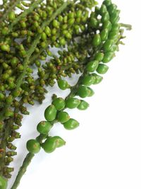 Close-up of berries against white background