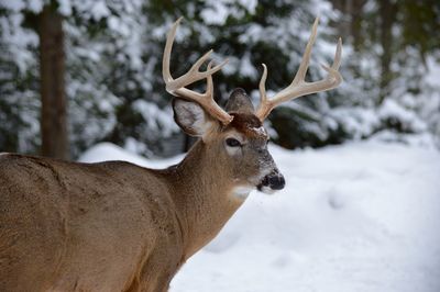 Close-up of deer on snow covered field