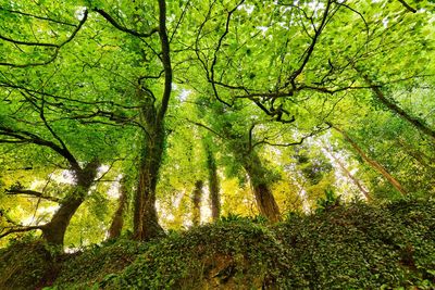 Directly below shot of trees in forest