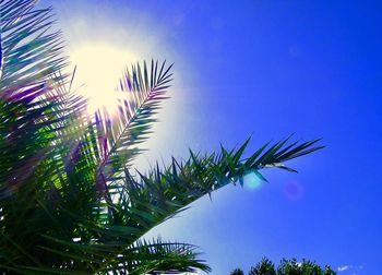 Low angle view of palm trees against blue sky