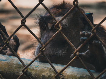 Close-up of monkey on fence at zoo