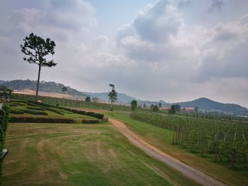 Scenic view of agricultural field against sky