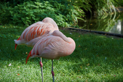 Two flamingo  in a field
