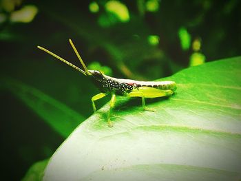 Close-up of insect on leaf