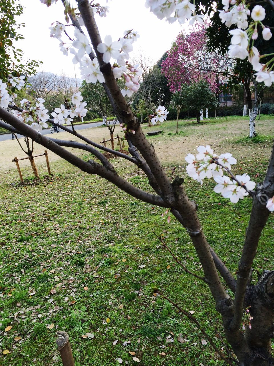 flower, tree, growth, freshness, beauty in nature, nature, fragility, branch, blossom, blooming, park - man made space, in bloom, plant, tranquility, petal, springtime, field, sunlight, day, grass