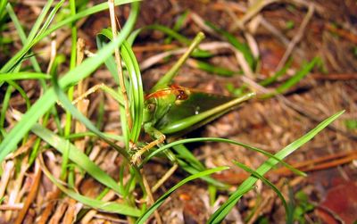 Close-up of lizard on grass