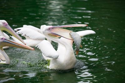 Swans swimming in lake