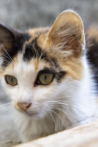 Close-up portrait of cat