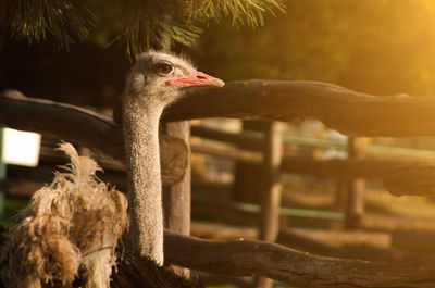 Close-up of a bird