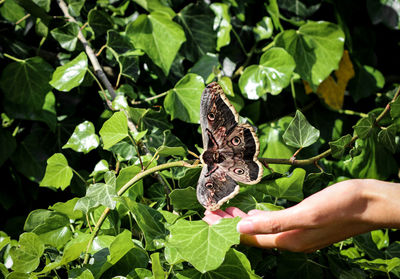 Close-up of hand holding butterfly on plant