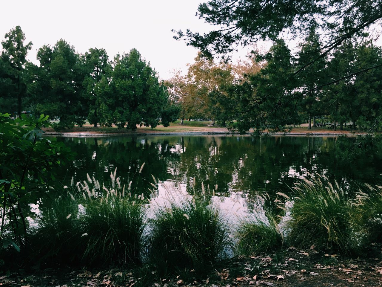 water, tree, reflection, tranquil scene, tranquility, scenics, lake, calm, nature, beauty in nature, growth, idyllic, non-urban scene, plant, majestic, day, sky, outdoors, green color, no people, standing water, woodland, tourism, waterfront, vacations