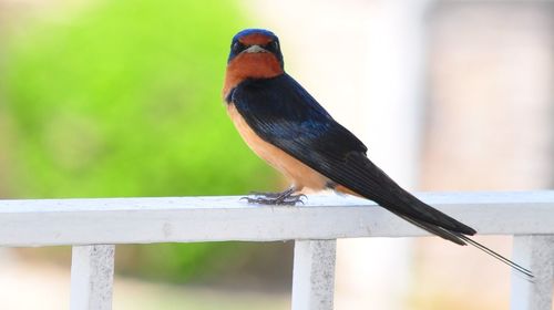 Close-up of bird perching on railing