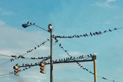 Low angle view of birds perching on cable against sky