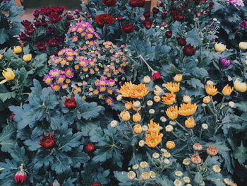 High angle view of multi colored flowering plant