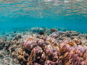 Panoramic view of coral and sea