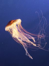 View of lions mane jellyfish swimming in sea