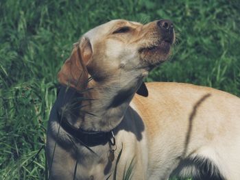 Close-up of a dog looking away
