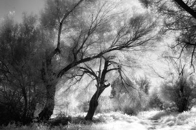 Bare trees on landscape against sky