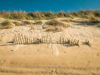 Plants growing on land against sky