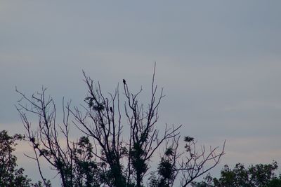 Low angle view of silhouette tree against sky at sunset