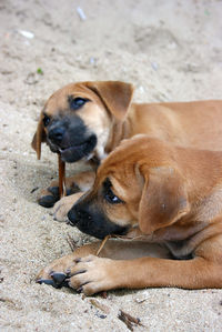 High angle view of a dog