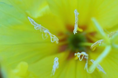 Close-up of flowers