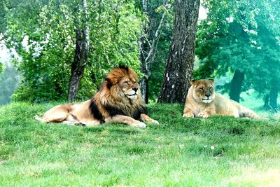 Cats lying on a land